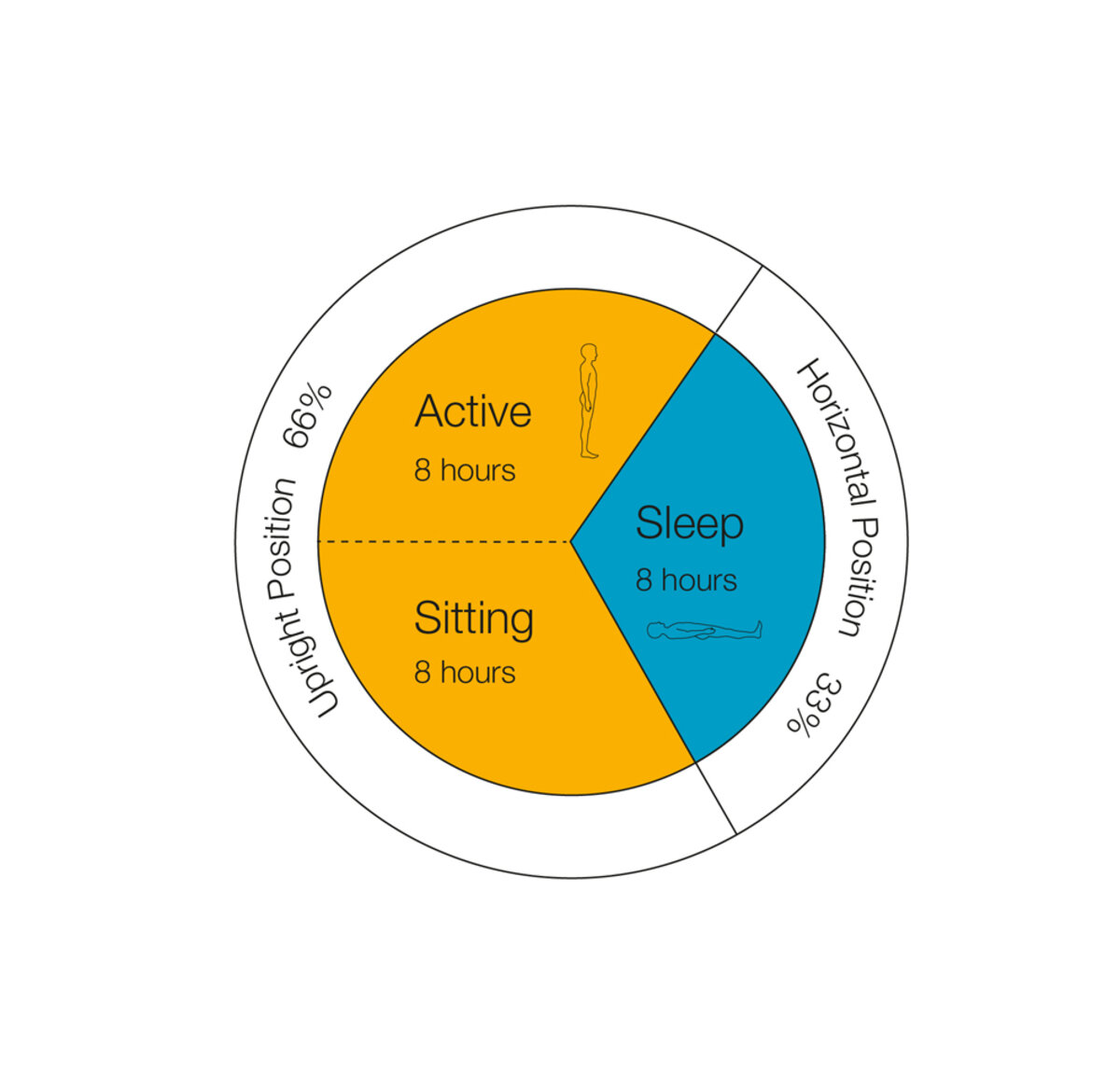 M.blue Activity Level During the Day